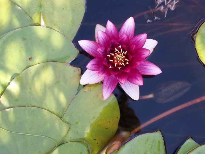 How often do you water a lily plant