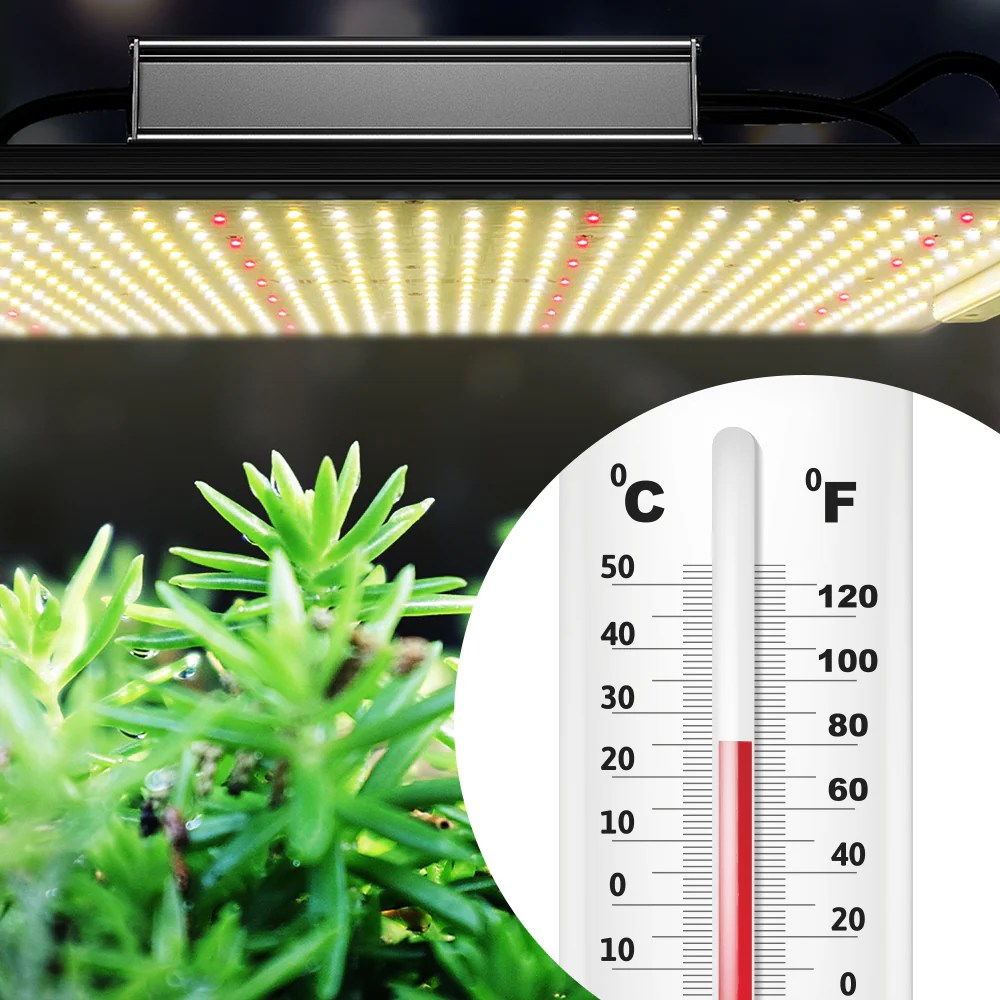 Factors watering affect sprout