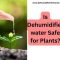 Can I Water Plants with Dehumidifier Water?