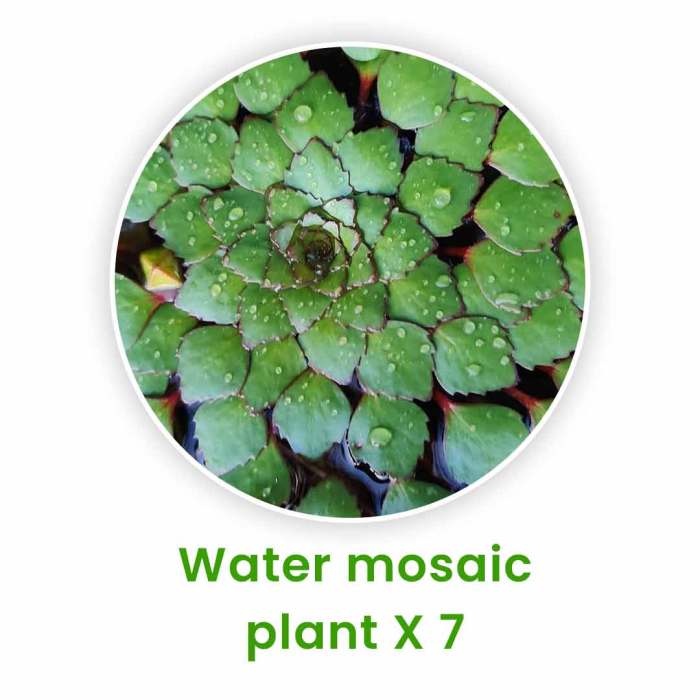 What plants live in the water