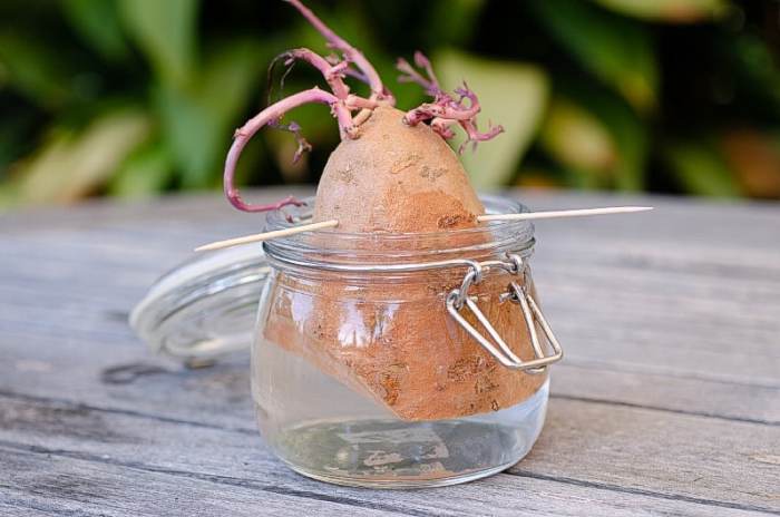 Is sweet potato water good for plants