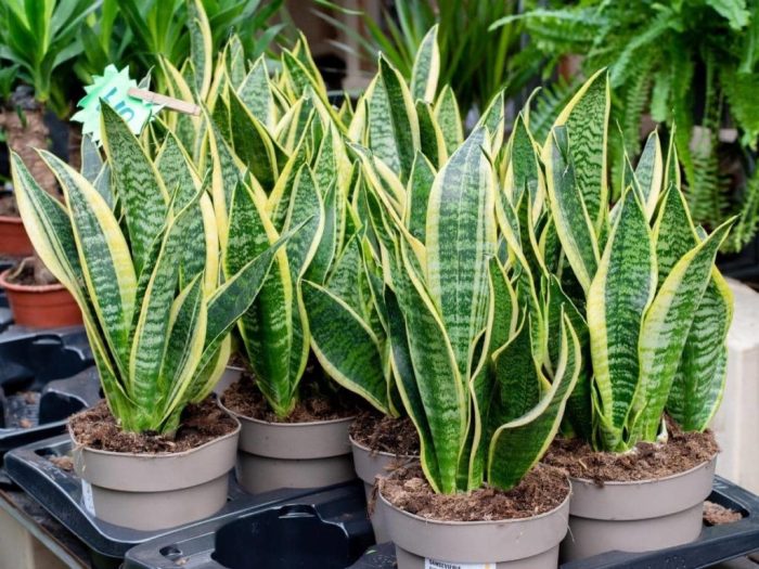 How much to water large snake plant