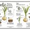 Should I Water Garlic After Planting?