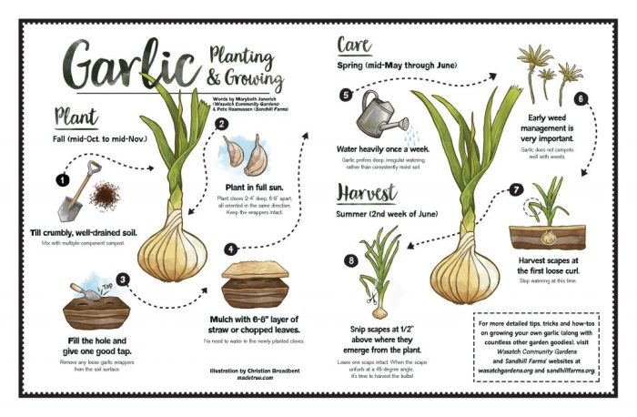 Should i water garlic after planting