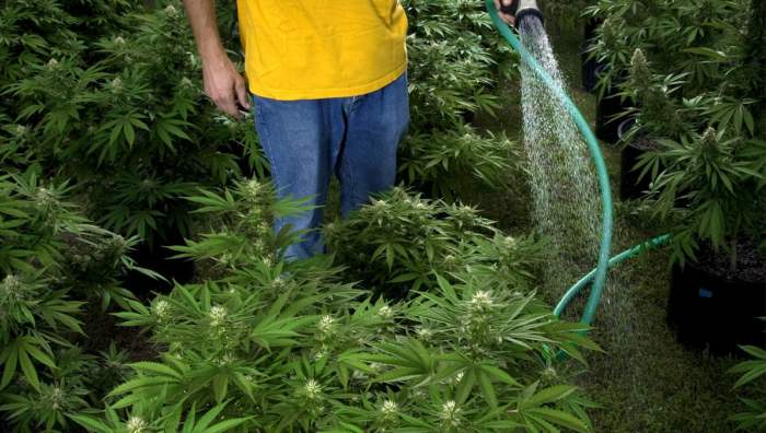 Watering cannabis plants fundamental 10buds