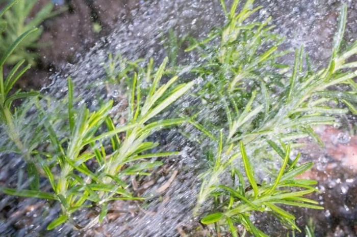 How often to water rosemary plant indoors