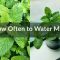 How Often Do You Water Mint Plants?