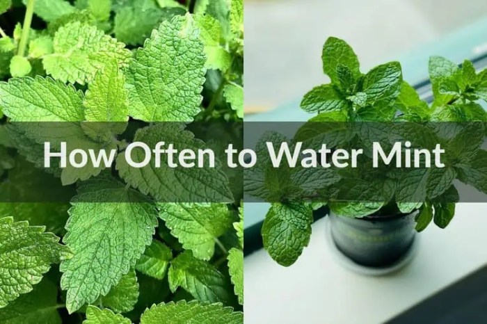 How often do you water mint plants