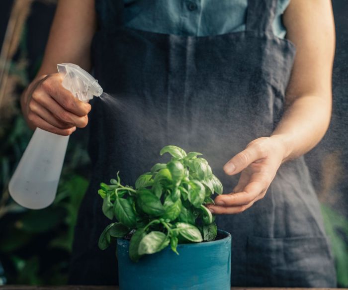 How often do you water basil plant