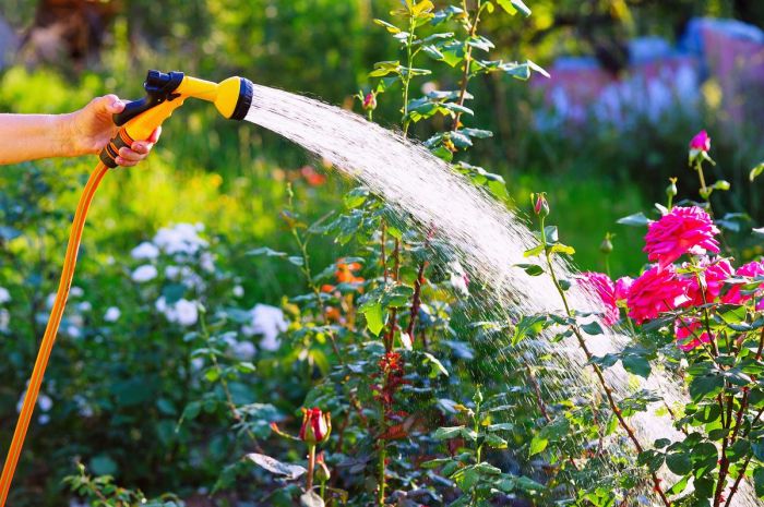 What do you use to water a plant