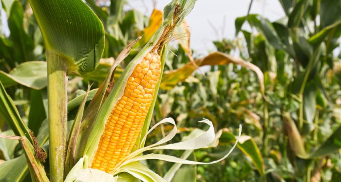 How much water do corn plants need