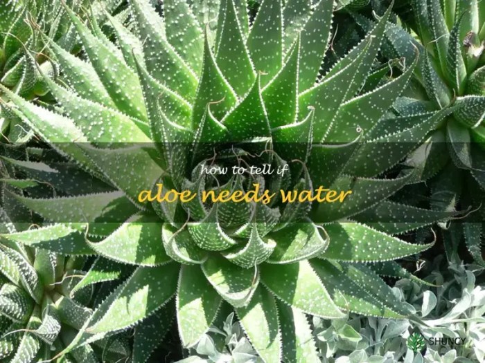 Do aloe plants need a lot of water