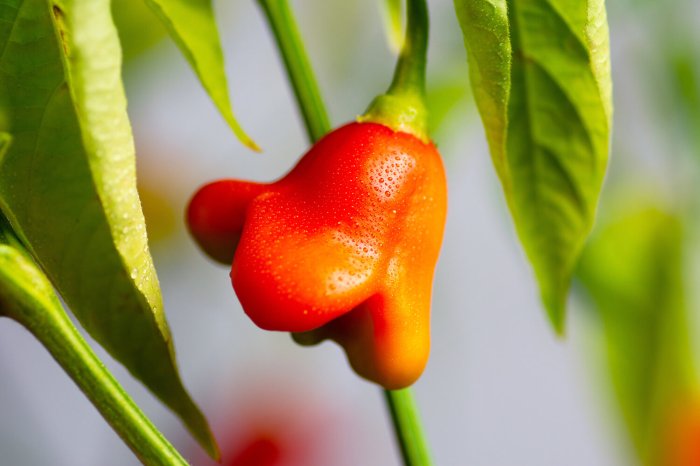 How much water does pepper plants need