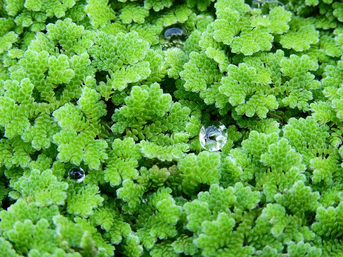 How often to water a fern plant