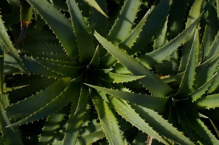 How much should i water my aloe plant