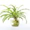 How Often Do I Water My Spider Plant?