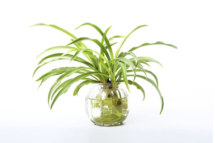 How often do i water my spider plant