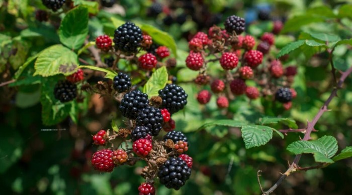 How often should you water blackberry plants