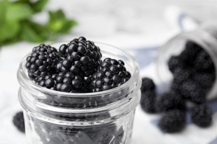 How often should you water blackberry plants