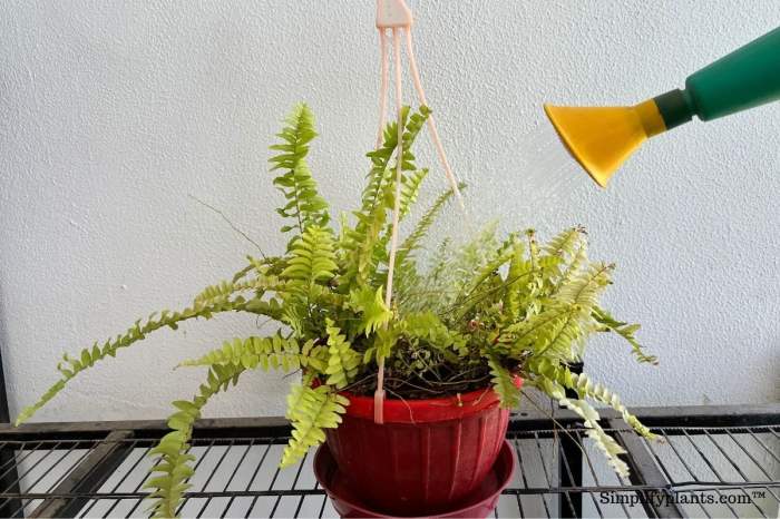 How often to water a fern plant