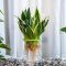 Can a Snake Plant Grow in Water?