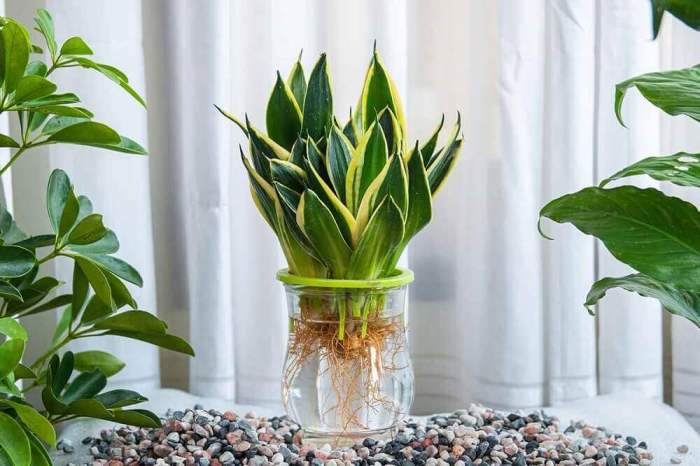 Can a snake plant grow in water