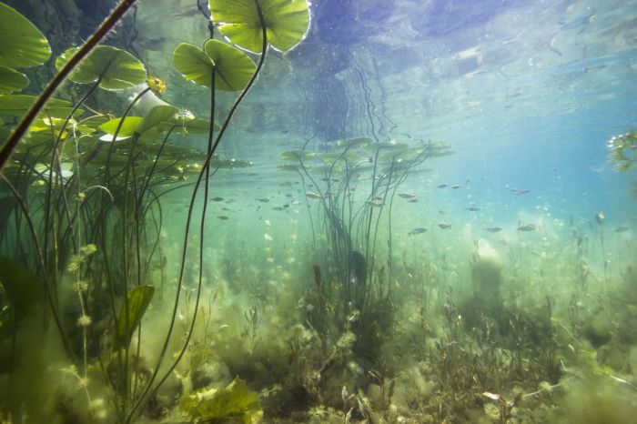 What plants live in the water