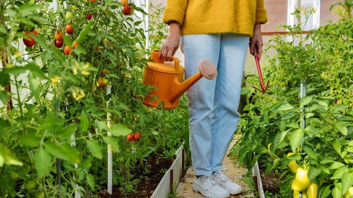 When do you water tomato plants