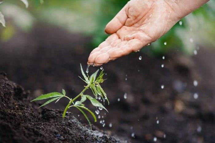 How much water do new plants need