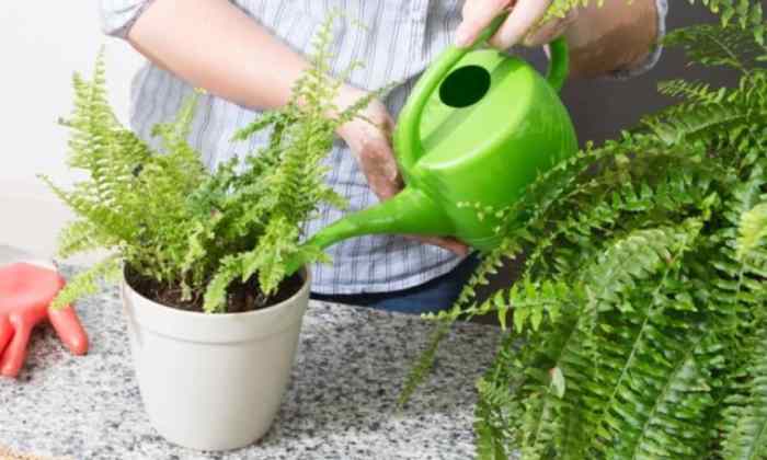 How often to water a fern plant