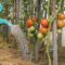 How Often Do Tomato Plants Need Water?