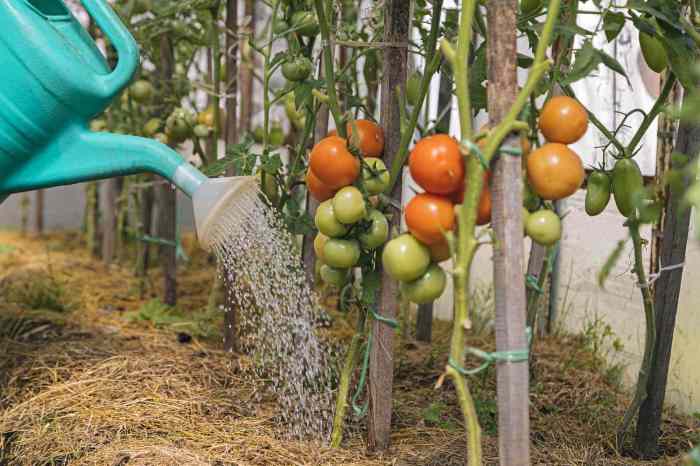 How much water to give tomato plants