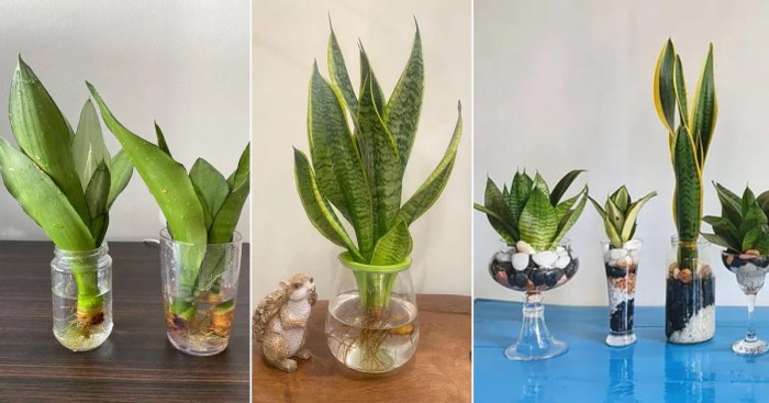 Can a snake plant grow in water