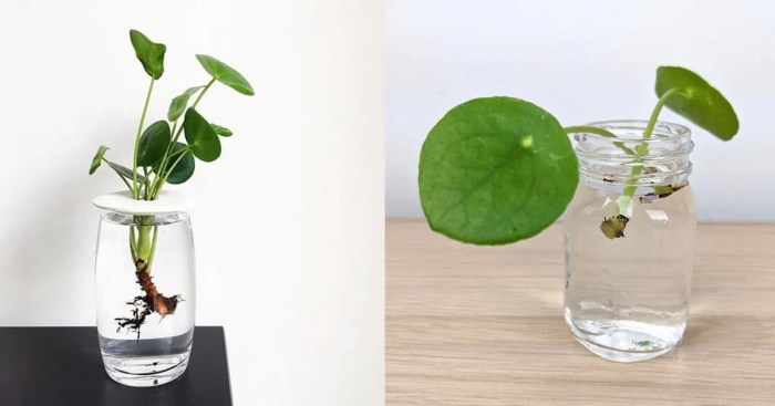 Can money plant grow inside water