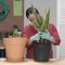 How Much to Water Large Snake Plants