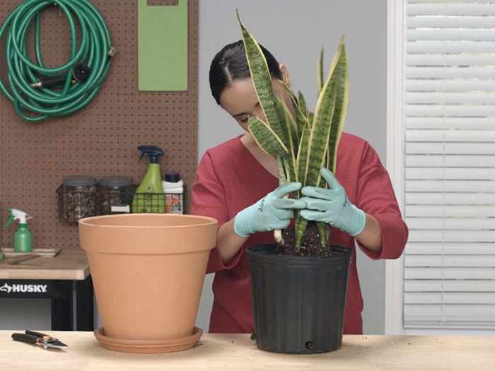 How much to water large snake plant