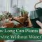 How Long Can Indoor Plants Go Without Water?