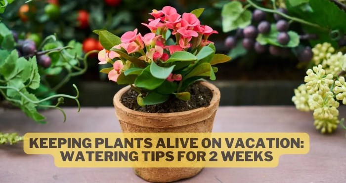 Can plants survive 2 weeks without water