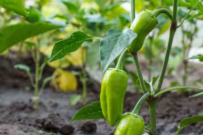 How much water does pepper plants need