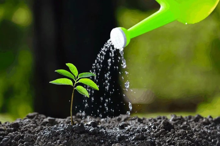 Seeds watering water planting garden keep after planted