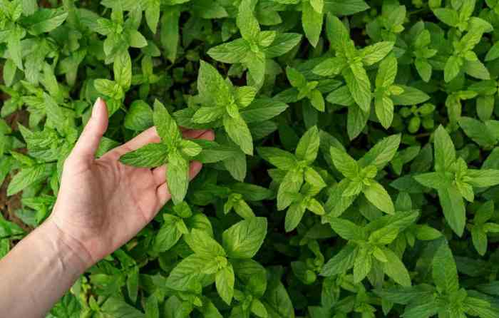 How often do you water mint plants