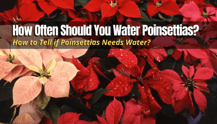 How often do i water my poinsettia plant