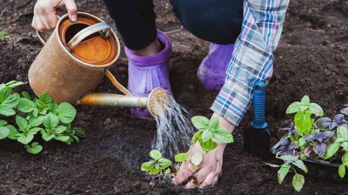 How often do you water basil plant