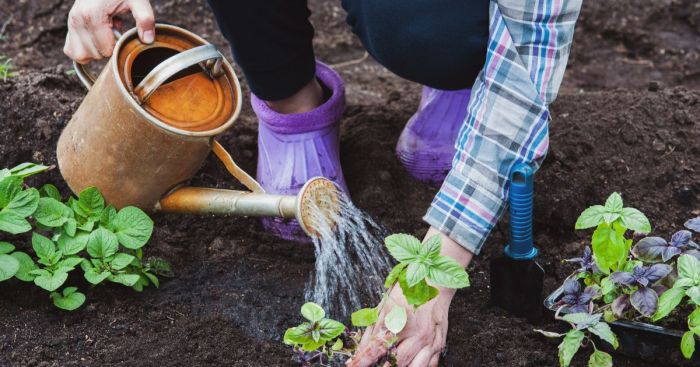 How often should i water basil plants