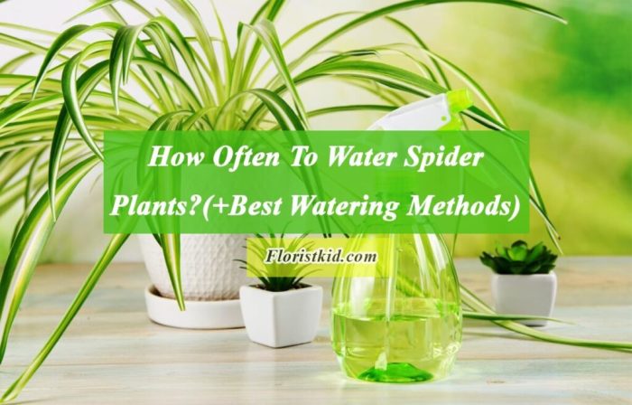 How long do you water plants