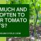 How Many Times Do You Water Tomato Plants?