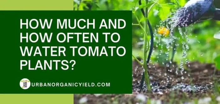 How many times do you water tomato plants