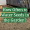 How Often Should You Water Seeds After Planting?