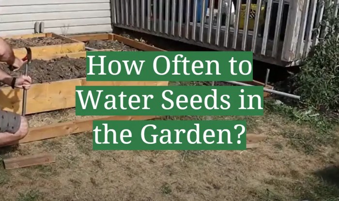 How often should you water seeds after planting