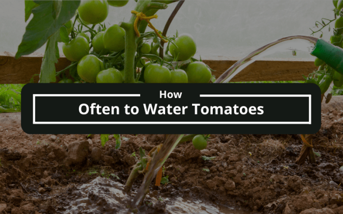 How often should you water new tomato plants